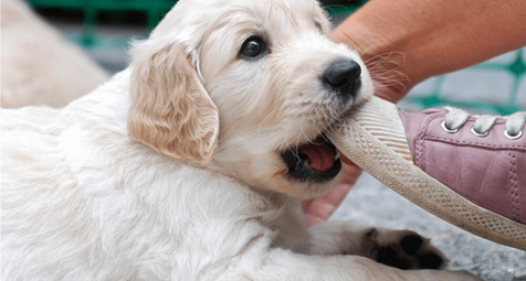 NGUYÊN NHÂN CHÓ HÓC NUỐT PHẢI DỊ VẬT cao su HOẶC ĐỒ CHƠI CHO CHÓ - đồ chơi chó mèo gigwi