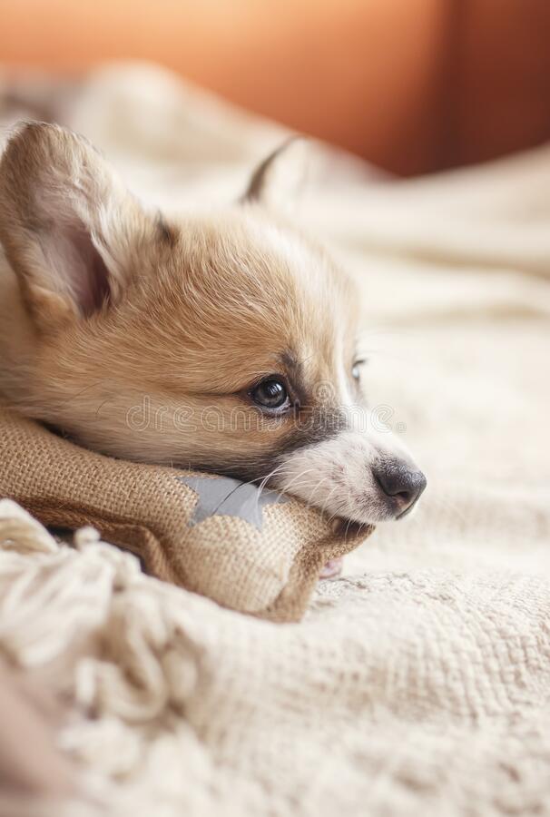 Hướng dẫn tạo môi trường sống an toàn để tránh chó nuốt phải nhựa, dị vật thừ ni lông, cao su hoặc đồ chơi chó mèo 1