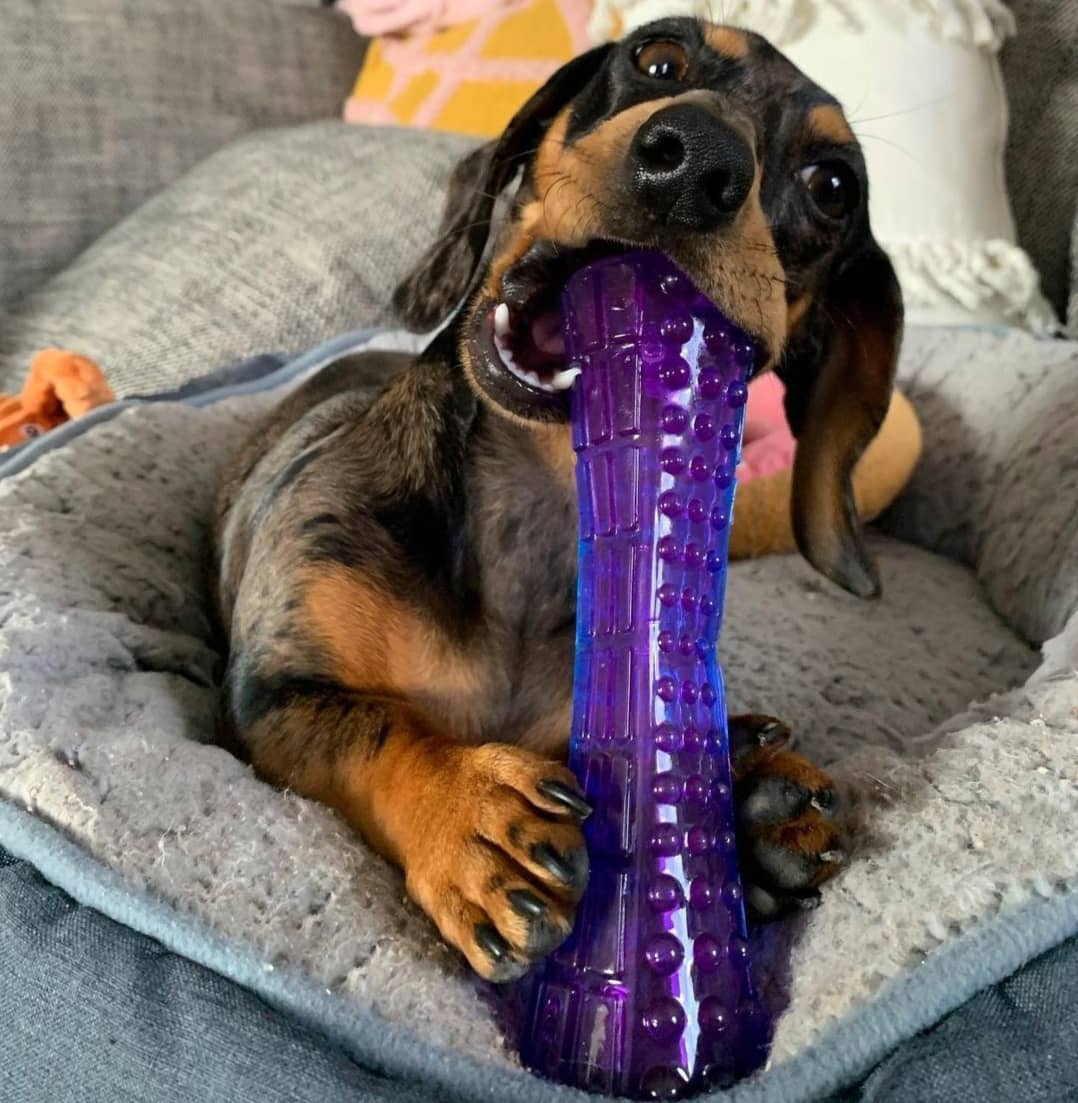 Hướng dẫn tạo môi trường sống an toàn để tránh chó nuốt phải nhựa, dị vật thừ ni lông, cao su hoặc đồ chơi chó mèo 1