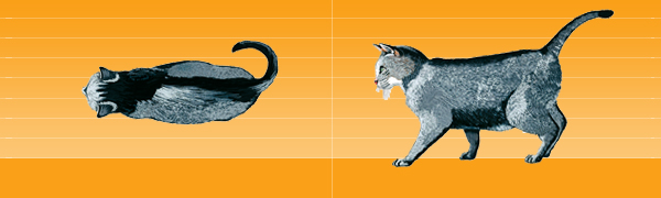 Cach-nhan-biet-meo-beo-phi