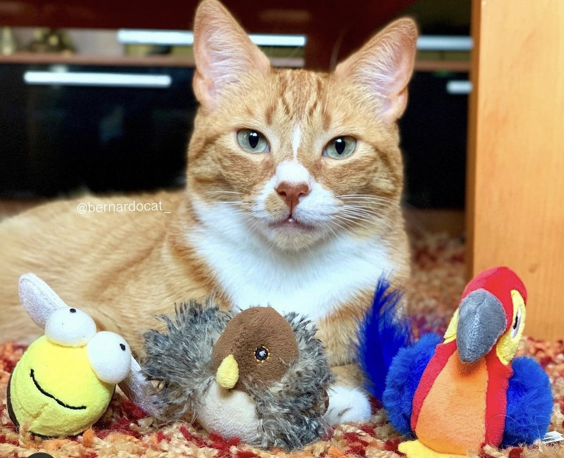 Bien-phap-cai-thien-meo-bi-stress