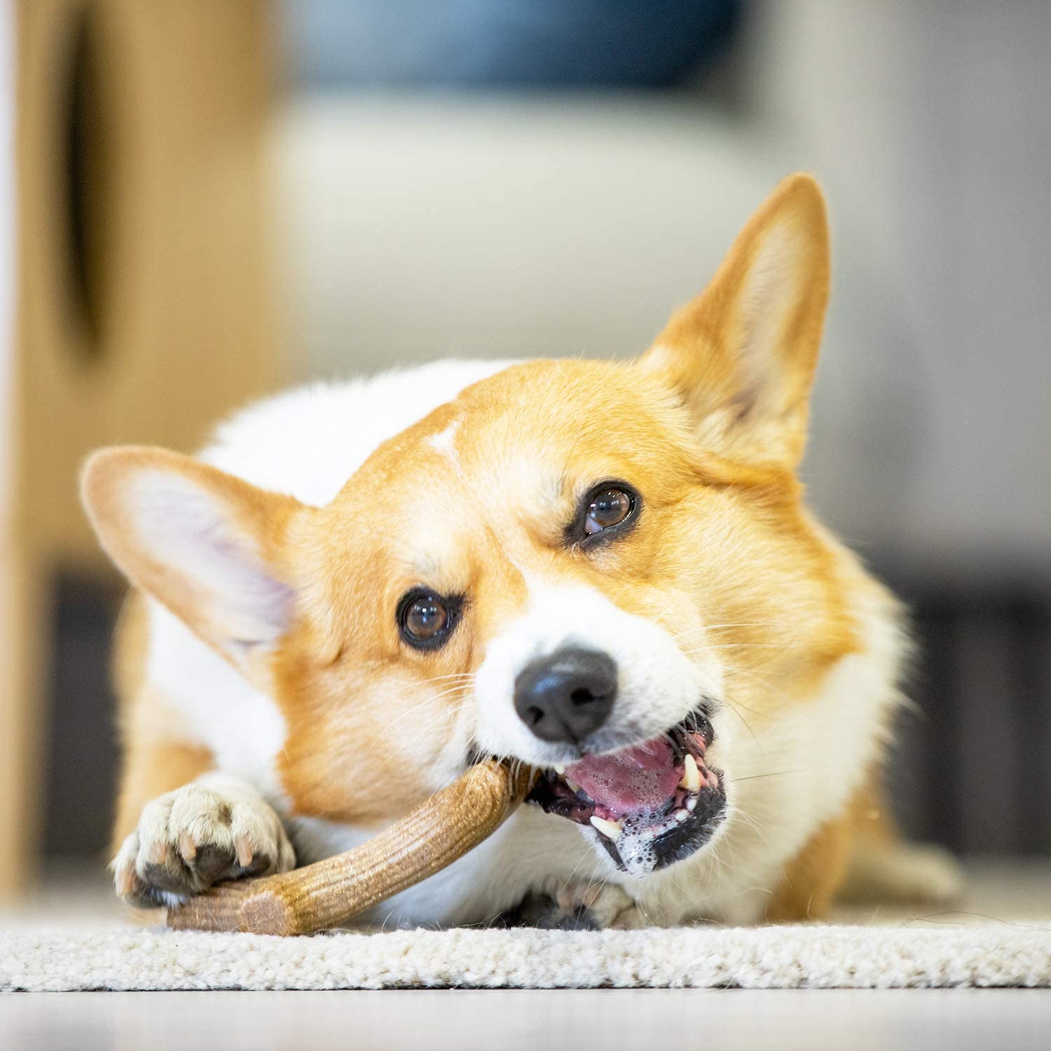 Nguyên nhân chó cắn phá đồ đạc, chó cắn dép và xương gặm cho chó quan trọng gigwi đồ chơi chó mèo