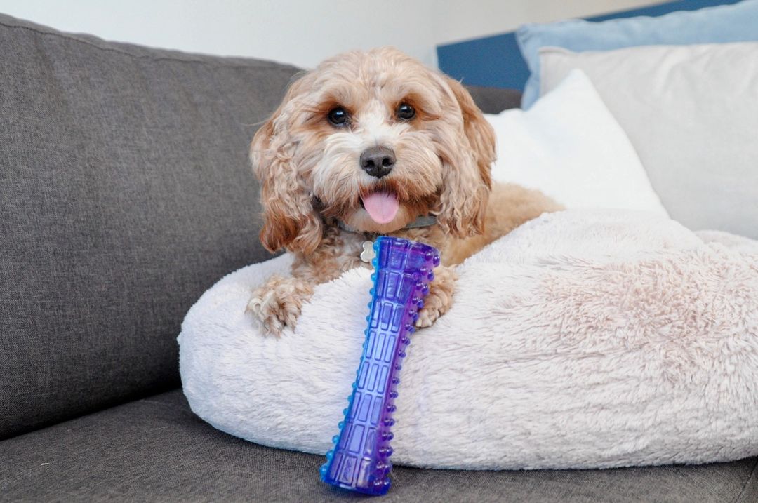 Nguyên nhân chó cắn phá đồ đạc, chó cắn dép và xương gặm cho chó quan trọng gigwi đồ chơi chó mèo