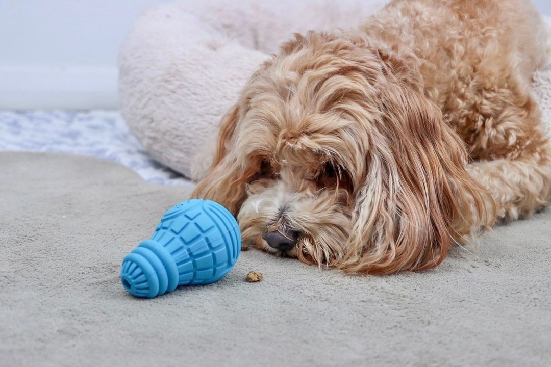 Nguyên nhân chó cắn phá đồ đạc, chó cắn dép và xương gặm cho chó quan trọng gigwi đồ chơi chó mèo