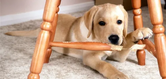 Các rủ ro tiềm tàng khi chó cắn phá đồ đạc trong nhà như chó nuốt nhựa dị vật