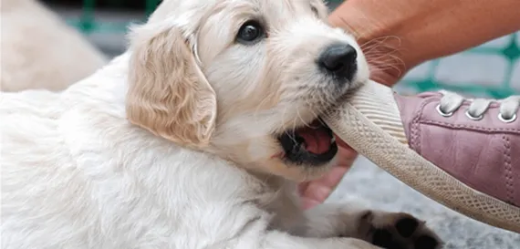 NGUYÊN NHÂN CHÓ HÓC NUỐT PHẢI DỊ VẬT HOẶC ĐỒ CHƠI CHO CHÓ