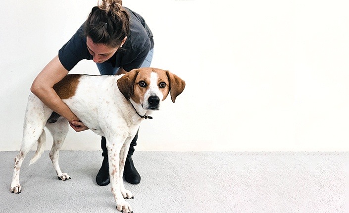 Xử lý khi chó bị hóc hay nuốt phải dị vật cao su - gigwi đồ chơi chó mèo