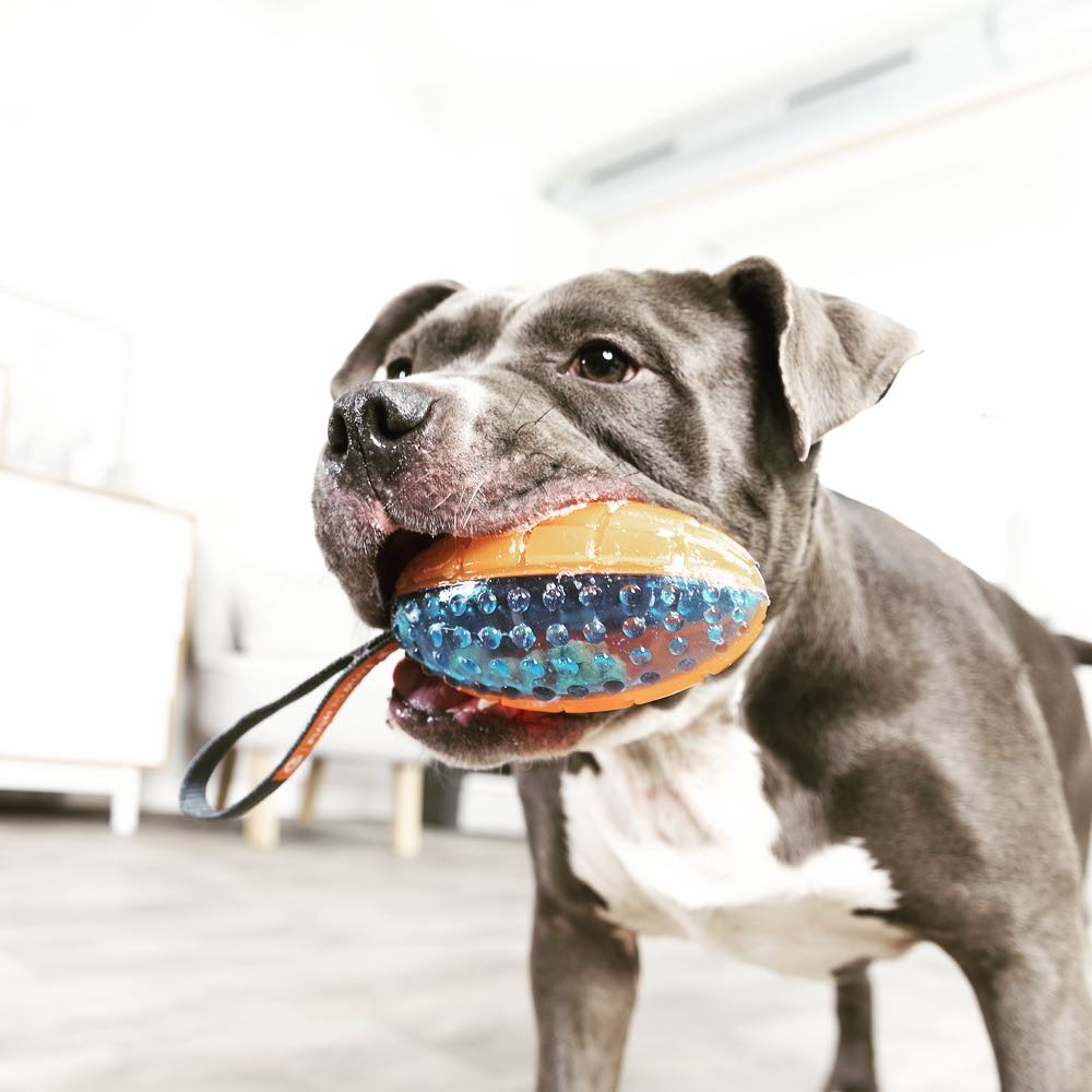 Các rủ ro tiềm tàng khi chó cắn phá đồ đạc trong nhà như chó nuốt nhựa dị vật đồ chơi chó mèo gigwi