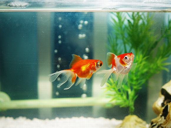 bể cá thủy sinh bể cá thủy sinh