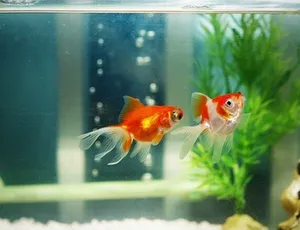 Đôn gỗ kê bể cá - Đôn gỗ đẹp cho nhà bạn thịnh vượng phát tài