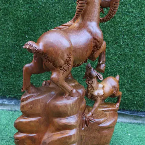 Tam Dương khai thái cao 71cm