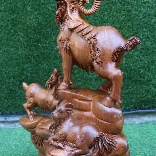 Tam Dương khai thái cao 71cm