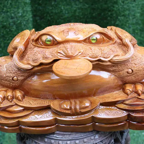 Cóc ngang 50cm