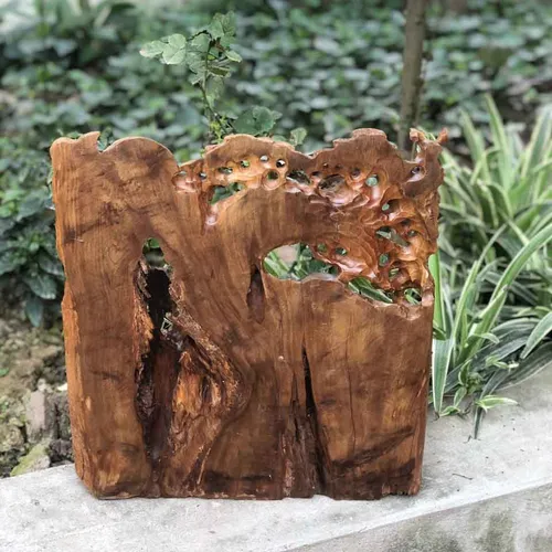 Đạt Ma thiền gốc tùng gỗ bách xanh