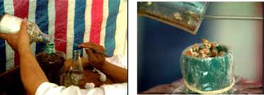 kỹ thuật trồng nấm mối đen