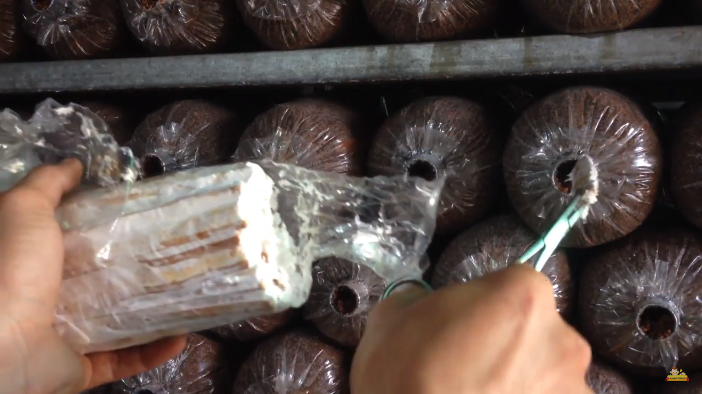 kỹ thuật trồng nấm mối đen