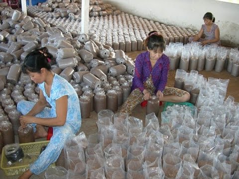 kỹ thuật trồng nấm mối đen