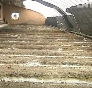 kỹ thuật trồng nấm mối đen