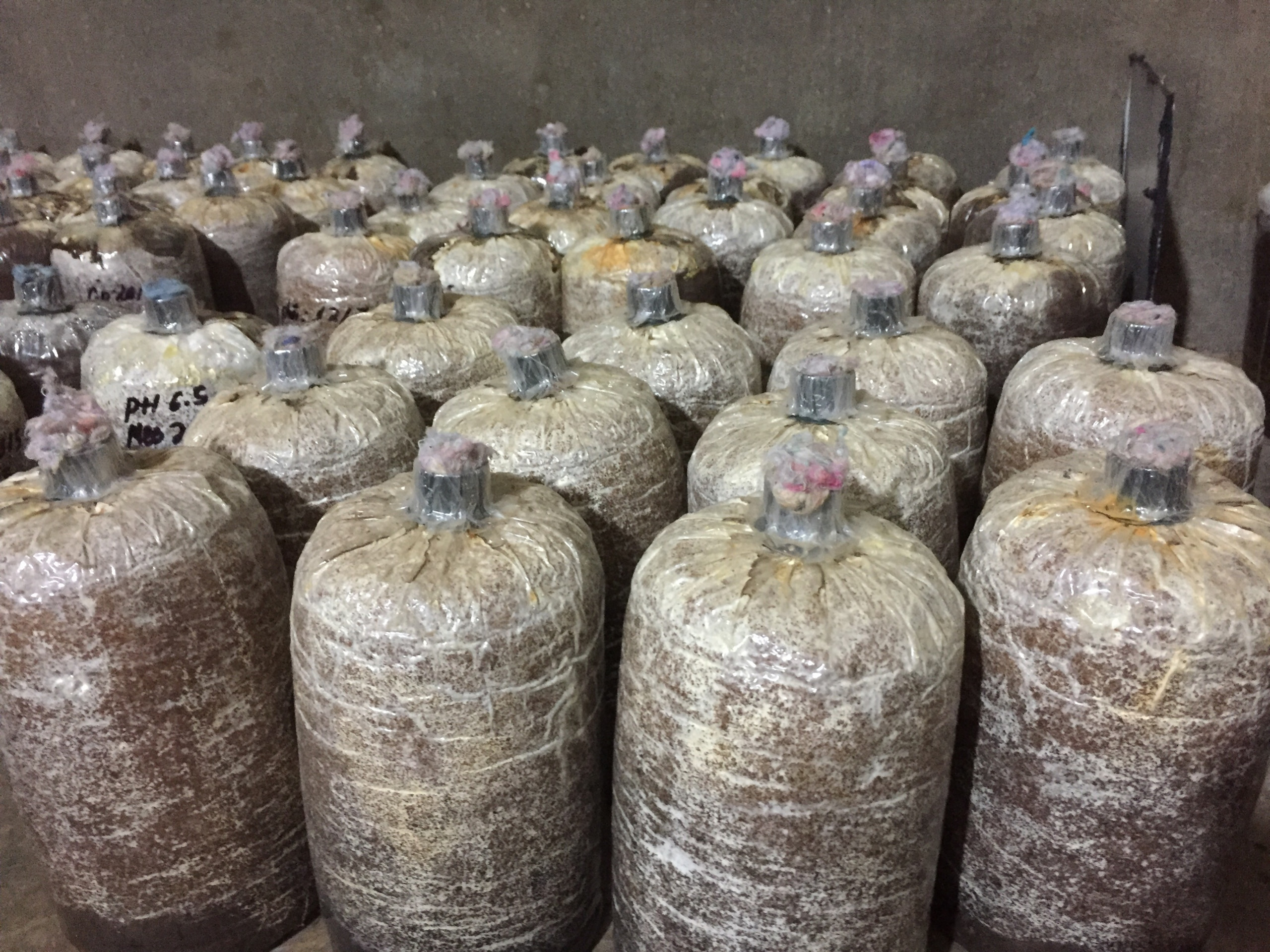 phôi nấm mối đen