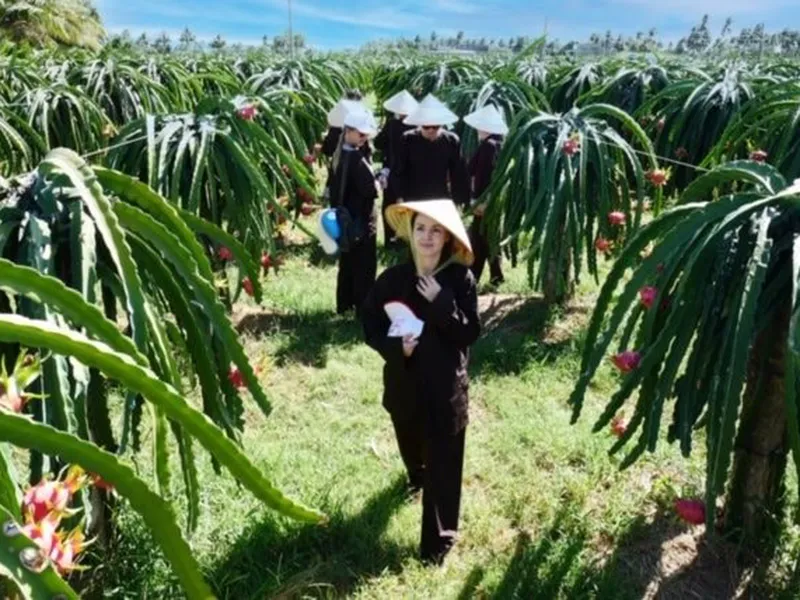Thanh Long Sạch và Du Lịch Canh Nông: Hướng Phát Triển Kép Cho Kinh Tế Địa Phương.