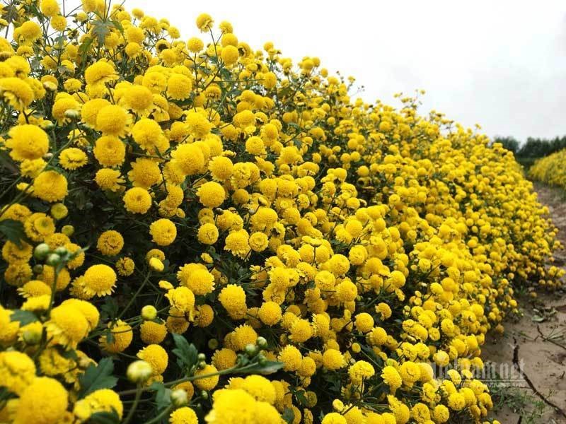 Trà hoa cúc Trà hoa cúc