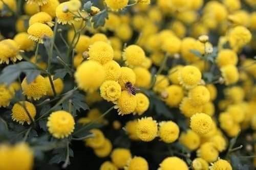 Hoa cúc chi Hoa cúc chi