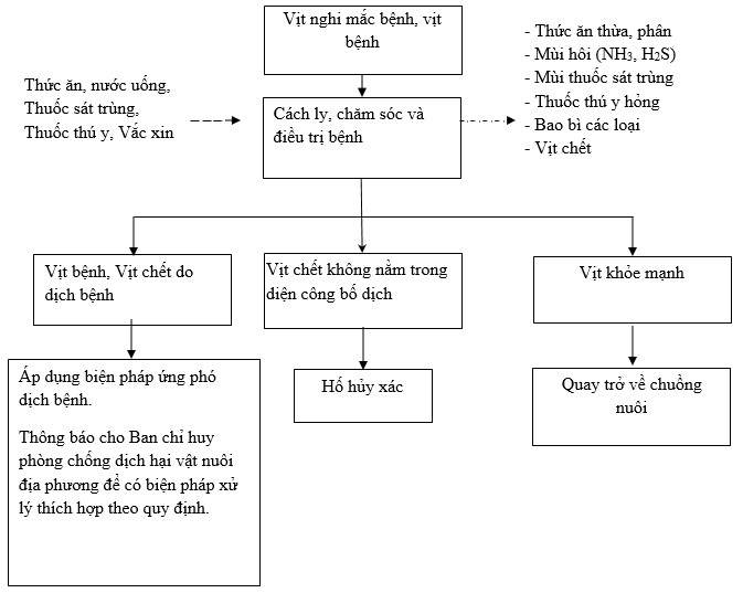 Quy trình chăn nuôi vịt bị bệnh Quy trình chăn nuôi vịt bị bệnh
