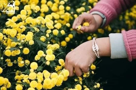 Cách trồng hoa cúc chi vàng Cách trồng hoa cúc chi vàng