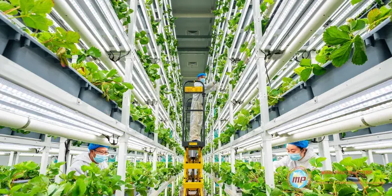 Dự án nông nghiệp ứng dụng công nghệ cao
