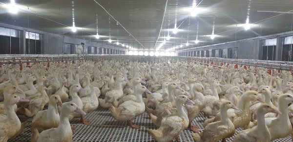 dự án trang trại chăn nuôi vịt giống 10.000 con