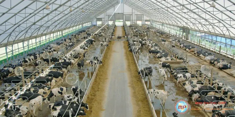 lập dự án trang trại nuôi bò sữa, bò thịt