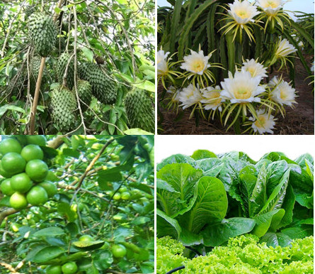 Dự án đầu tư trồng cây ăn quả công nghệ cao Dự án đầu tư trồng cây ăn quả công nghệ cao