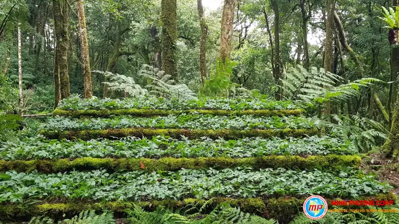 Dự án trồng cây sâm Ngọc Linh 2026