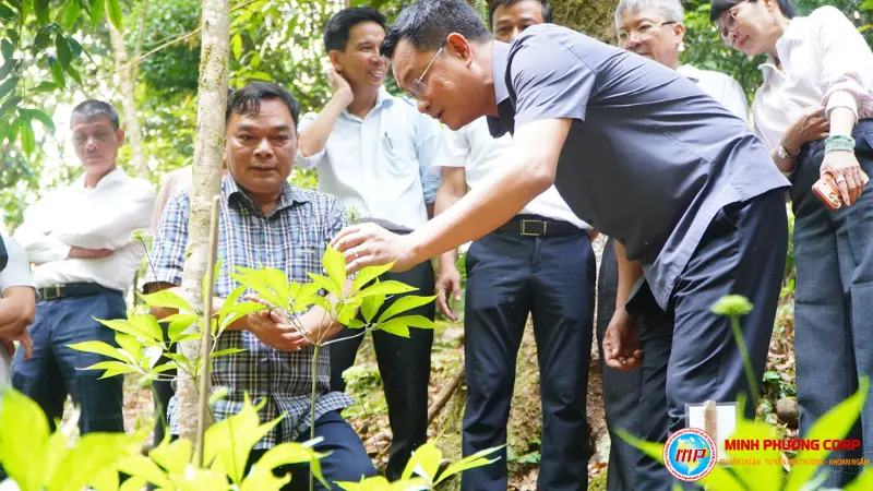 Dự án trồng cây sâm Ngọc Linh Đà Nẵng