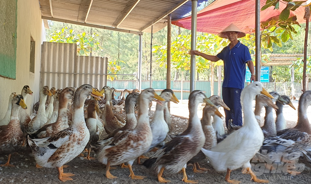 kế hoạch bảo vệ môi trường cho trang trại chăn nuôi vịt