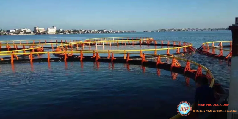 Lập dự án nuôi biển hàu cá lồng bè HDPE 2026