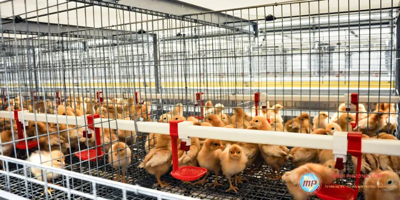 Lập dự án nuôi gà đẻ trứng công nghệ cao