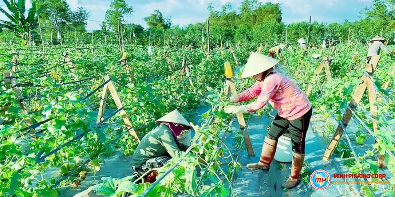 lập dự án trồng cây ăn quả sạch VietGAP mới nhất