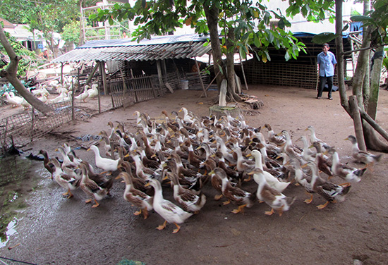 Mẫu kế hoạch bảo vệ môi trường cho dự án trang trại chăn nuôi vịt giống 10.000 con