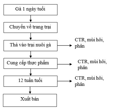 Quy trình chăn nuôi gà Quy trình chăn nuôi gà
