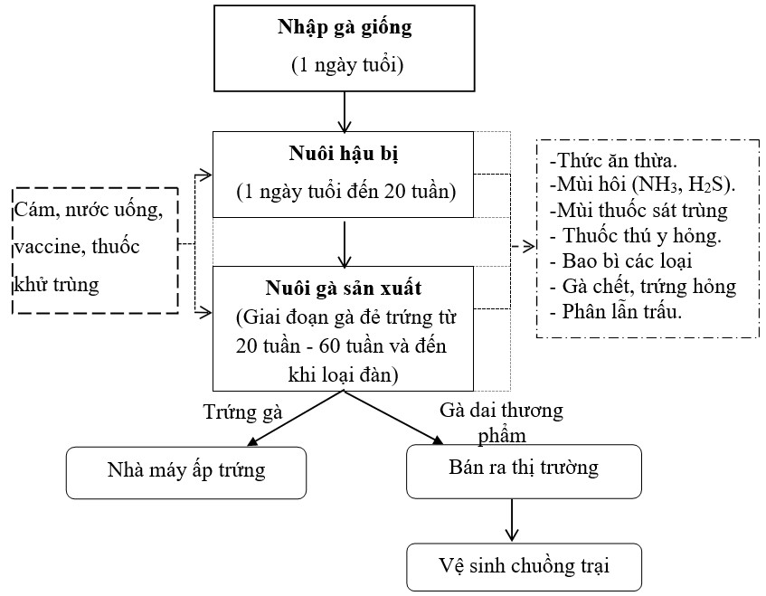 Quy trình chăn nuôi trang trại gà Quy trình chăn nuôi trang trại gà