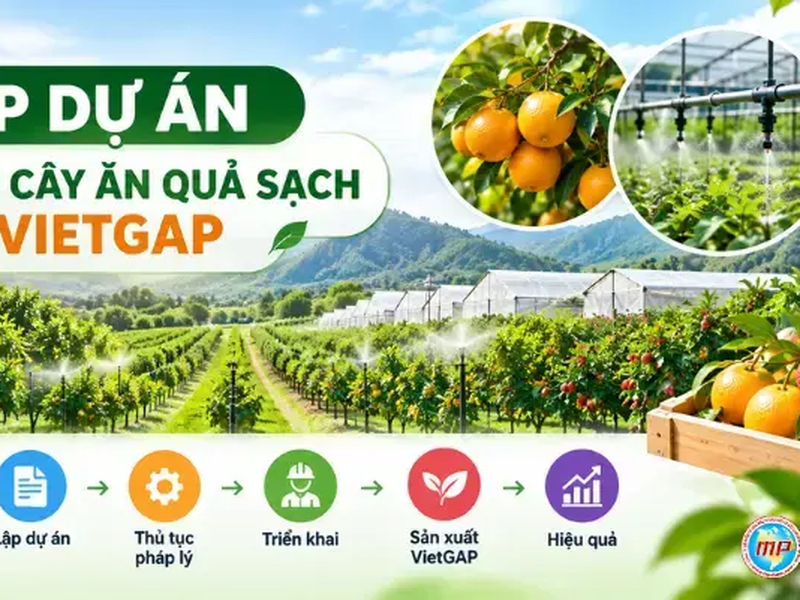 Lập Dự Án Trồng Cây Ăn Quả Sạch VietGAP: Hồ Sơ, Pháp Lý