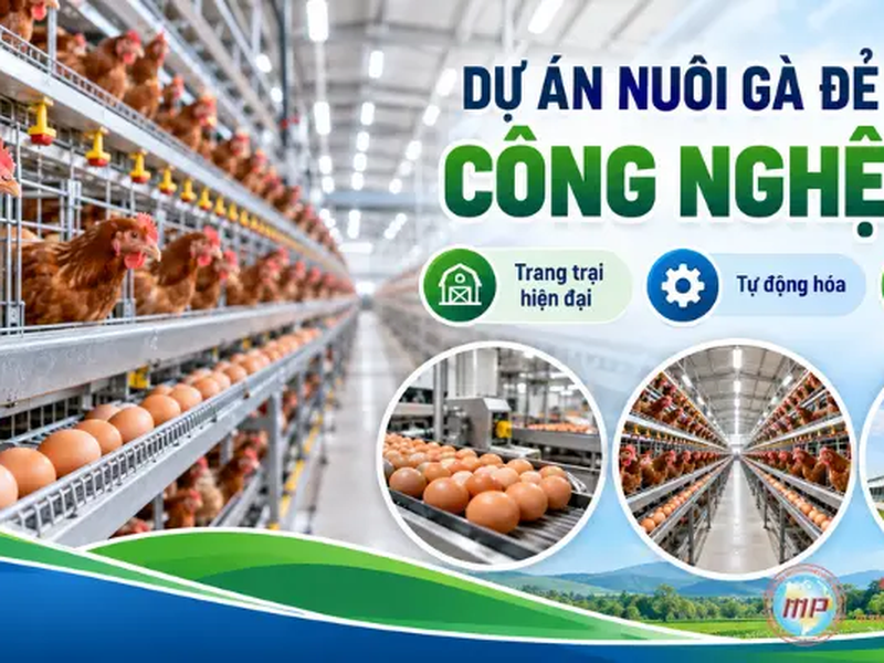 Lập Dự Án Nuôi Gà Đẻ Trứng Công Nghệ Cao: Hồ Sơ, Chi Phí 2026