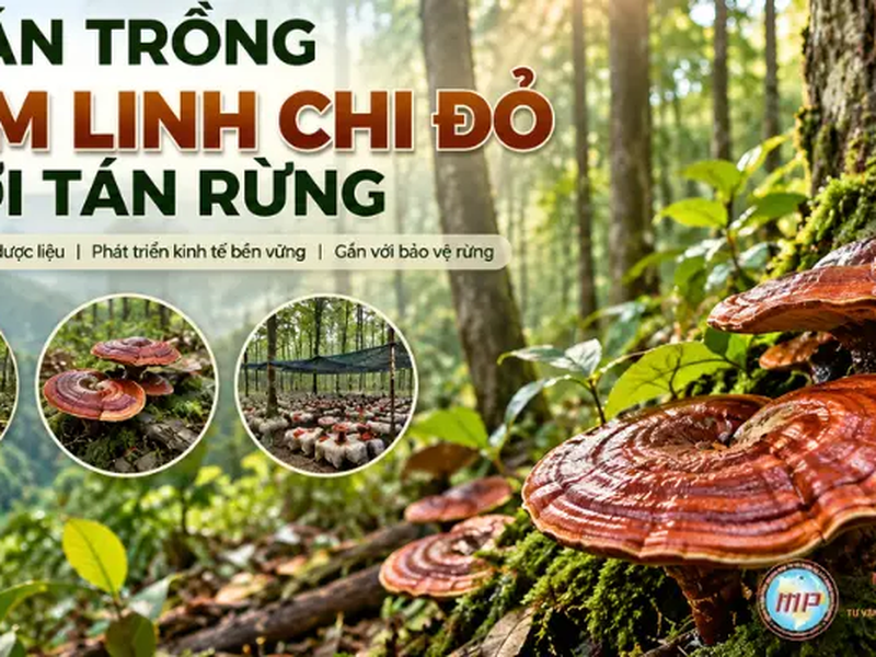 Dự Án Trồng Nấm Linh Chi Đỏ Dưới Tán Rừng: Hướng Dẫn Đầu Tư Và Thủ Tục Pháp Lý