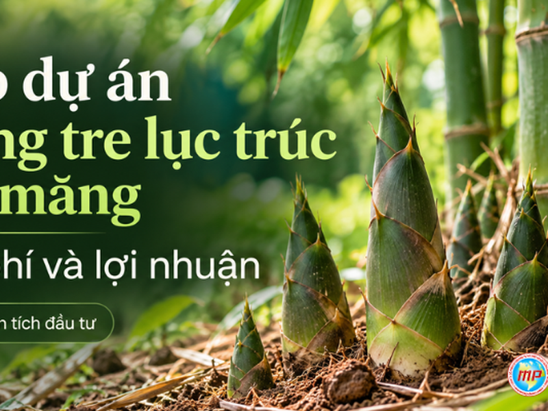 Lập dự án trồng tre lục trúc lấy măng: Chi phí và lợi nhuận