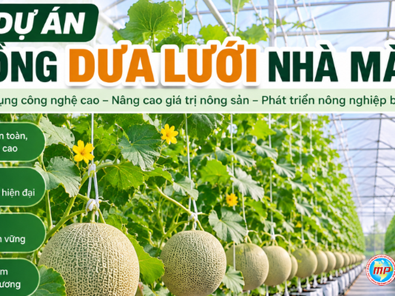 Thuyết Minh Dự Án Trồng Dưa Lưới Nhà Màng Chi Tiết 2026