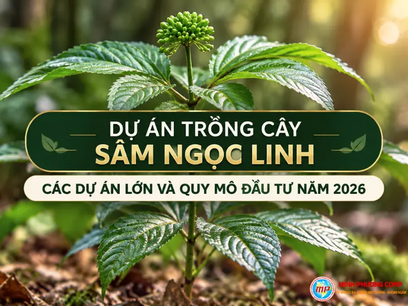 Dự án trồng cây sâm Ngọc Linh: Các dự án lớn và quy mô đầu tư năm 2026