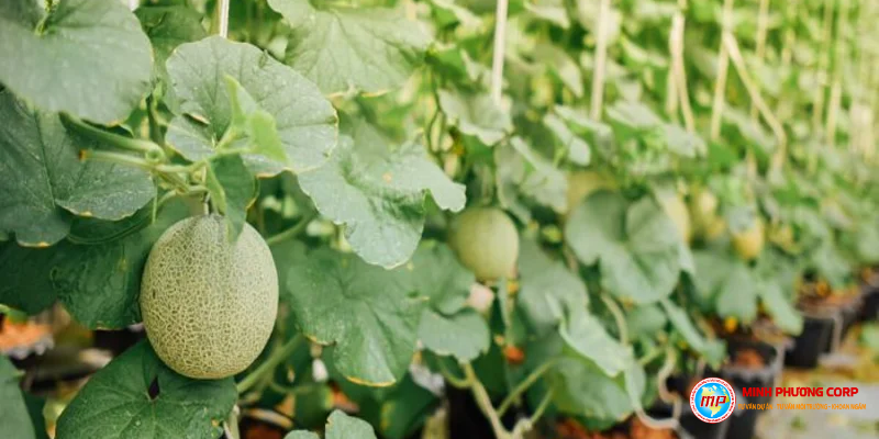 Thuyết minh dự án trồng dưa lưới nhà màng là gì