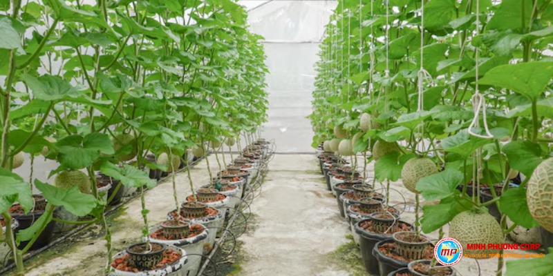 Thuyết minh dự án trồng dưa lưới nhà màng chi phí