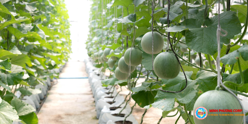 Thuyết minh dự án trồng dưa lưới nhà màng